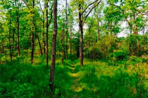 सामुदायिक वन उपभोक्ता समूहद्वारा गरिब तथा विपन्न परिवारलाई निःशुल्क काठ-दाउरा वितरण